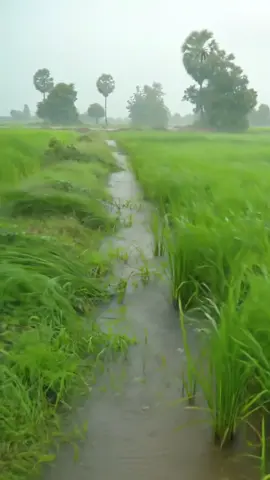 #ទេសភាពស្រុកស្រែ🌄🏜️🌱🌼🌾🐟 #ផ្ទះស្រុកស្រែ😘🏡 #នឹកស្រុកកំណេីត🌾🥰🥺 #ធម្មជាតិ #creatorsearchinsights #countryside #relax @ស្រុកស្រែ🌾🌿🌷☘️⚘️🌱 @Countryside Tour @ស្រុកស្រែ🌾🌿🌷☘️⚘️🌱 