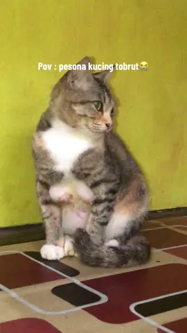 Auranya ditutup meng🗿 #kucing #kucinglucu #cat #fypシ゚viral #kucingkocak 
