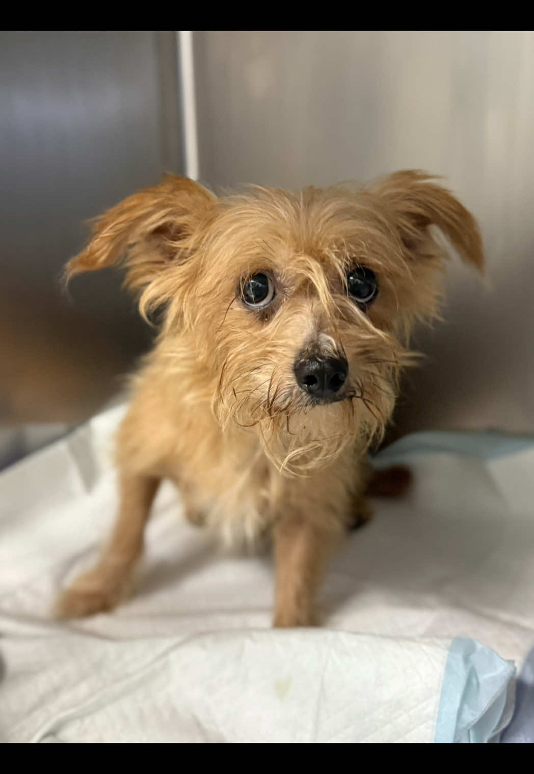 Triton is terrified and confused, but he still has so much love to give. If you’ve been thinking about adopting, please consider opening your heart to him. 💛 #adoptme #rescuedog #dogsoftiktok #adopt #fyp 