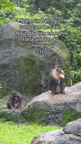 Chòng iu à, thương e hong #GreenCreator #Vinpearl #VinpearlGolf #VinWonders #WonderSummer2025 #dulich #dulichphuquoc #vinpearlsafariphuquoc #xuhuong 