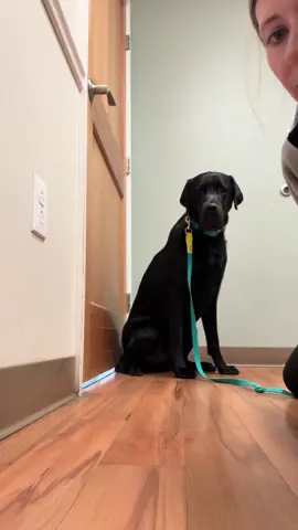Come with me to draw blood on my boy Moosey for his annual bloodwork 🥰 This was his first no restraint blood draw and he was perfect! 🤩 #Moosey#blacklab#goodboy#vetmed#blooddraw#licensedvettech