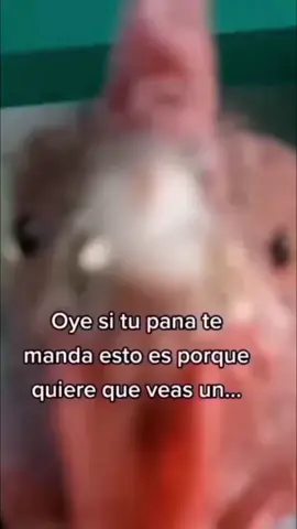 🧐🍷#xd #panas #luz #xd #parati #viral #fyp 