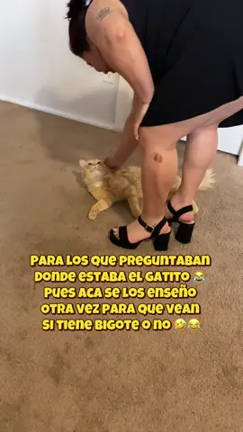 Que le paso a la tóxica en sus rodillas sera que jugamos muy rico con el gatito 🤣⁉️#creatorsearchinsights #creatorsearchinsights2025 #LatinaWorker #LupitaBonita #elgato #tiktokremixcontest #
