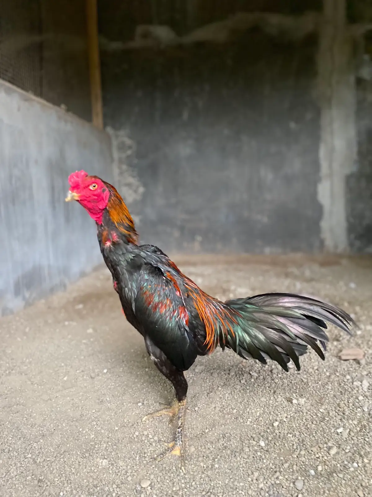 #fyp #pakhoy #dram #🔥 #thailand #kupukupu #fyppppppppppppppppppppppp #blac #bull #🥵 
