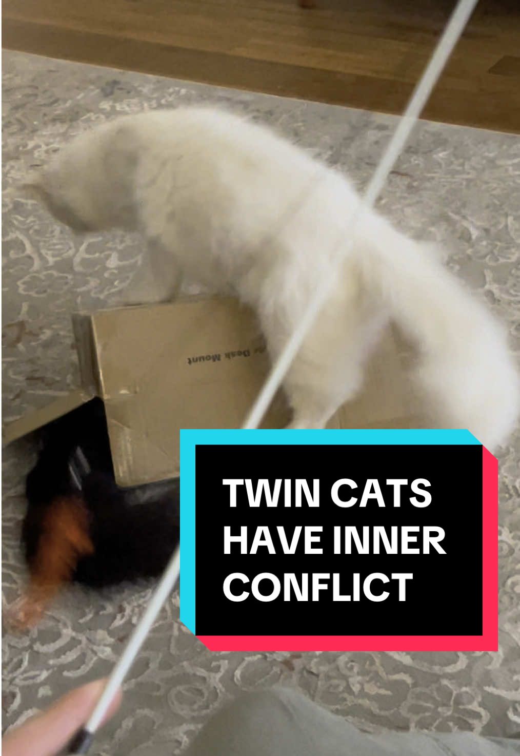 War has changed for Solid Cat #metalgearsolid #catsoftiktok #gaming #fyp #hideokojima #cat 