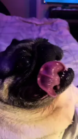 @mabletheangel #pug #waterfall #prodigy #viral #Love #pug#viral#bass#teance#dance#food#Love