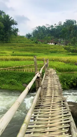 Sampurasun,Wilujeng enjing,Mapay sasak awi hela#reels__tiktok #kampungkuring #lemburkuring #suasanapedesaan #suasanadikampung #suasanapesawahan #tasikmalaya_jawabarat #fyp #fyp 