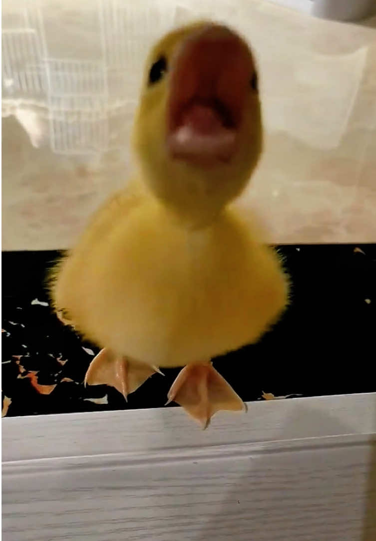 #drippy #duck #ducks #typ #drippy #dance #ducksoftiktok #littlebaby #baby-duck
