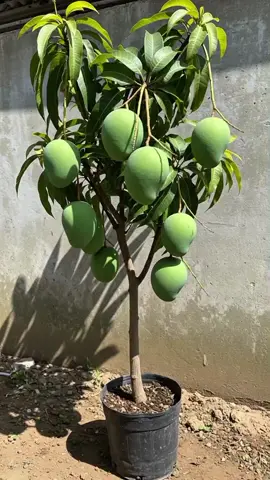 Bibit mangga mahatir jumbo / bibit mangga mahatir / bibit mangga mahathir / bibit mangga mahatir jumbo 4kg / bibit mangga mahathir cangkok / bibit mangga mahathir besar / bibit mangga mahatir berbunga / bibit mangga mahathir dalam pot / bibit mangga mahatir siap bunga / bibit mangga mahadir #bibit #benih #bibitmanggamahatir #bibitmanggamahathir #bibitmangga #manggamahatir #manggamahatirjumbo #manggamahathir #mangga #tanaman #tabulampot #berkebun 