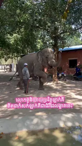 លោកពូនិយាយប្រវិត្តឡាក់គីពិតជាកំសក់ឡាក់គីជាដំរីដែលឆ្លាតចេះ #foryou #tiktok #mmoដែលថ្មី #MMO2025 #foryoupage @TikTokCreator @tiktokcreator✅ @TikTok 