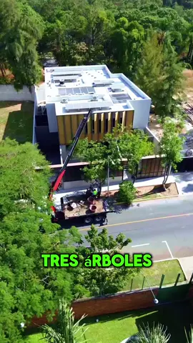 🌳3 árboles que puedes plantar afuera de tu casa y no levantan banqueta💚 Parte 2 📍En Guadalajara Av. López Mateos #1400 int. A  🔹 Mayoreo y menudeo disponibles. ¡𝐓𝐞 𝐞𝐬𝐩𝐞𝐫𝐚𝐦𝐨𝐬!