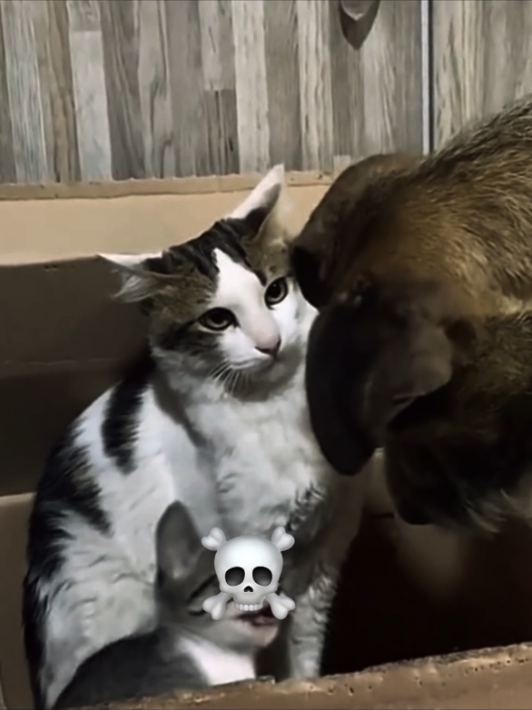 Mother cat protects her kittens 😺 #protects #viralvideo #funnycat #cat #mothercat 