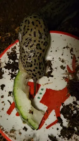 Every slug deserves a tasty cucumber treat. #petslug #leopardslug #limaxmaximus #sluglife #slugsoftiktok #slugtok #gastropods #slimy 