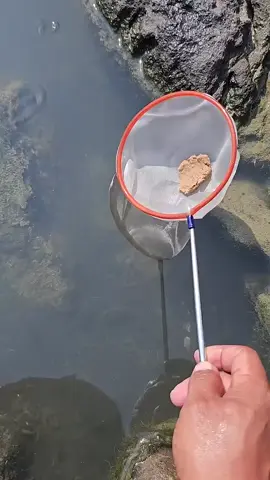 Fish Feeding 🎣🐟 #fishing #fishinglife #oceanlife #viral #fyp #fish 