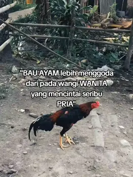 🤫🫣 #ayam #jago #xyz 