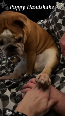 The dog handshake challenge #petlover #dogsoftiktok #cutepuppy #doghandshake #funny #Love #fyp #tiktok #usa 