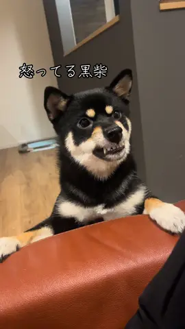 多分私の事嫌いなところも可愛んだよな#黒柴 #豆柴 #怒りマーク 