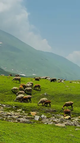 Kashmir ❤️🇵🇰 #kashmir #pakistan #rattigali #sheeps #meadows 