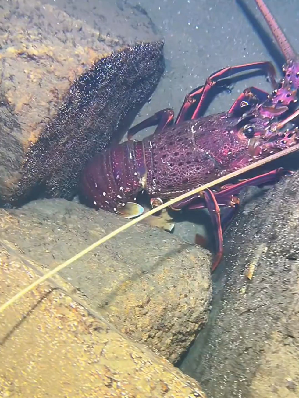 #diving #crab #catchthesea #seaside #seafood #fish #eel #lobster #seangsolofishing