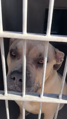 Hi, i'm Gloria & i've been in a shelter for some time now. I am a spayed female, Pitbull Mix. The shelter staff in Chula Vista think I am about 3 years old. I am confused as to why I am here, not sure if I took the wrong turn, got lost & my owners did not bother looking for me. Or if i did something wrong that my owners did not want me anymore. All I did was give them love. I am an extremely sweet girl.  All I ask for is an opportunity to show you what I am capable of... Loving you. Maybe we could be friends for a very long time. Could you Adopt me or perhaps foster me? I will only take up some of your space and love you unconditionally. #animalrescue #rescuepartner #animalshelter #adoptme #adoptdontshop #adopt #adoptame #chulavista #sandiego #california #chulavistaanimalcarefacility #pitbull #sweet #loving #excited #boost #boostofhope #baby #babygirl 