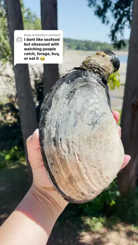 Replying to @Destiny Check out this horse clam (also known as gaper clam) I harvested in Washington. This is an older video but I thought y’all would like it since you like cockles so much:) #clam #clamming #seafood #wildfood #foraging