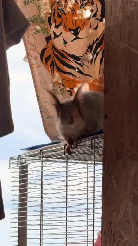 Тут уже и до вещей хотела добраться😂#globalrecommendations #squirrels #💞 #fupgシ 