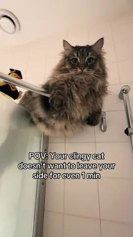 Buddies who shower together, stay together. #clingycat #showercat #cutecat #pablothecat #separationanxiety 
