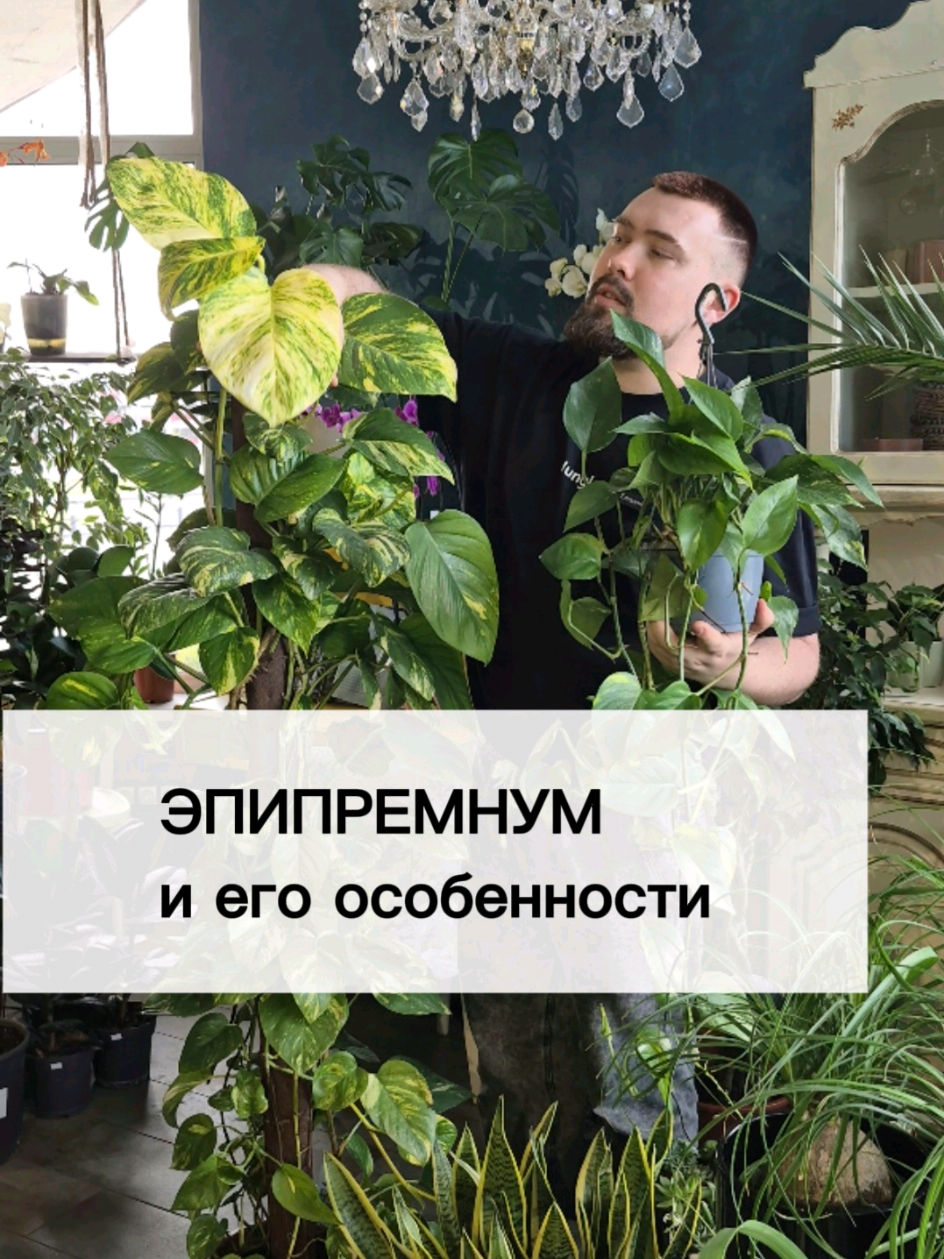 ЭПИПРЕМНУМ и его особенности🌿 #растение #эпипремнум #особенности #уход #рекомендации #интересно #факт #интереснознать 