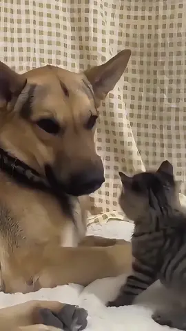 #cat#dog#friendship 