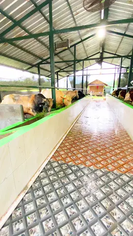 Bismillah muali lagi yuk! #ndutfamilyfarm #sapiqurbanbogor #sapibelgianblue #sapijumbo #sapi1tonup 