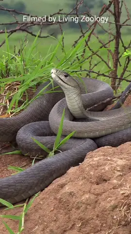 snake Meet the black mamba—Africa’s fastest, deadliest snake! 💀 Striking at 12 feet per second, its venom can take down prey in minutes. Found in Africa’s savannas and forests, this legend is NOT to be messed with. 🐍 Follow @NatGeoWild for more wild encounters! 🌍 #BlackMamba #WildAfrica