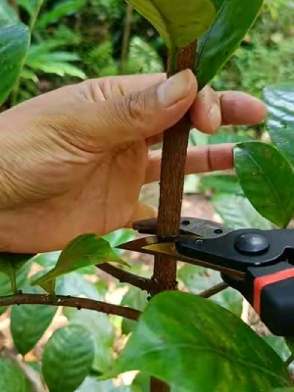 Stek pohon pala, solusi nanam super cepat dan panen lebat, untuk hasil maksimal jangan lupa pakai nutrisi perangsang akar dari @infarm id  #infarm #infarmid #nutrisiakar #perangsangakar #stek #stekpala 