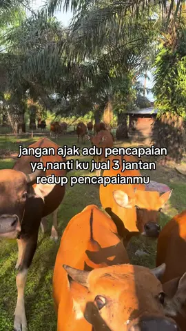 #fyp #sapibali 