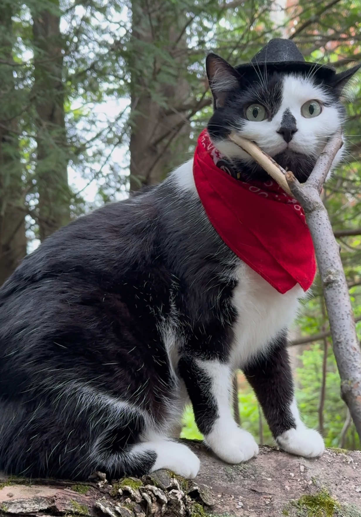 Meowdy purrtners. Jack Spicer was upset because the film crew headed back before he finished inspecting all of the birds and this random chipmunk who ran up a tree. He was so locked in on these various violations that he didn’t even notice the film crew head bopped him with a stick 😅  If you’re a fan of Jack Spicer’s kitty cat cowboy content please consider being a real cowpoke and subscribing to his Patreon linked in bio 😊 everything helps ❤️  #cat #cats #catlover #kittycat #catlife #cattok #funnycat #catmeow #catwalk #catsoftiktok #catwalks #cutecat #kitty #catlovers 
