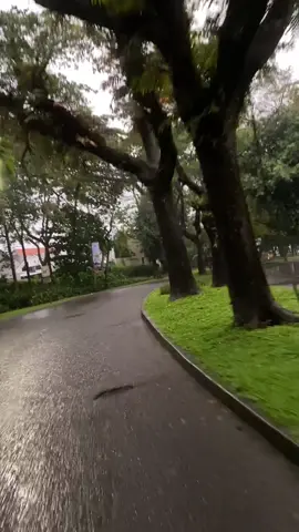 TB (talaga bestari) after rain