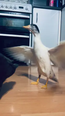 Dixie is trying her hardest to fly, our maybe she’s just fanning Daphne in this heat #duck #ducks #ducksoftiktok #ducktok #ducklings #callduck #fyp #foryoupage #babyducks #babyanimals #cuteanimals #houseducks #homestead #funnyanimals #flying #franksinatra 