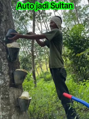 punya 1 Ha kalau getah nya kaya gini sih auto jadi sultan😁 #indonesia #fypシ #fyl #fyppppppppppppppppppppppp #fypage #pohonkaret #karet #petani #petanikaret #petaniindonesia🇮🇩🇮🇩🇮🇩🌿🌿 #fyp #xyzabc #fy #petanimuda #petanisukses 