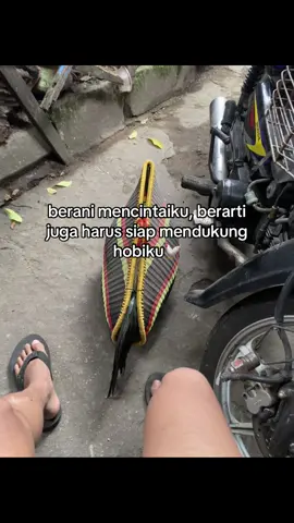 yo pora jii #fyp #pecintaayam #hobiayam #blitar24jam #ayambangkokindinesia 