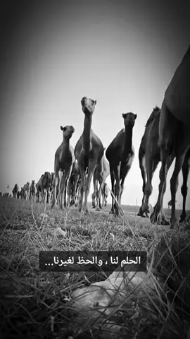 #عرعره_النقب_رهط_كسيفه_شقيب_تل_السبع #بلي #ونعم_بكل_القبايل 