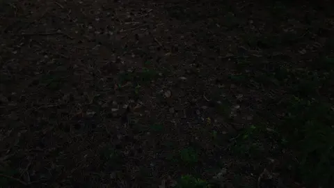 .  #real #nature #forest #alone #dark #vibe #fyp #night #vibes #naturelover 