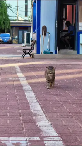 #cute #cat #funnyvideos #funny #fyp #catsoftiktok 