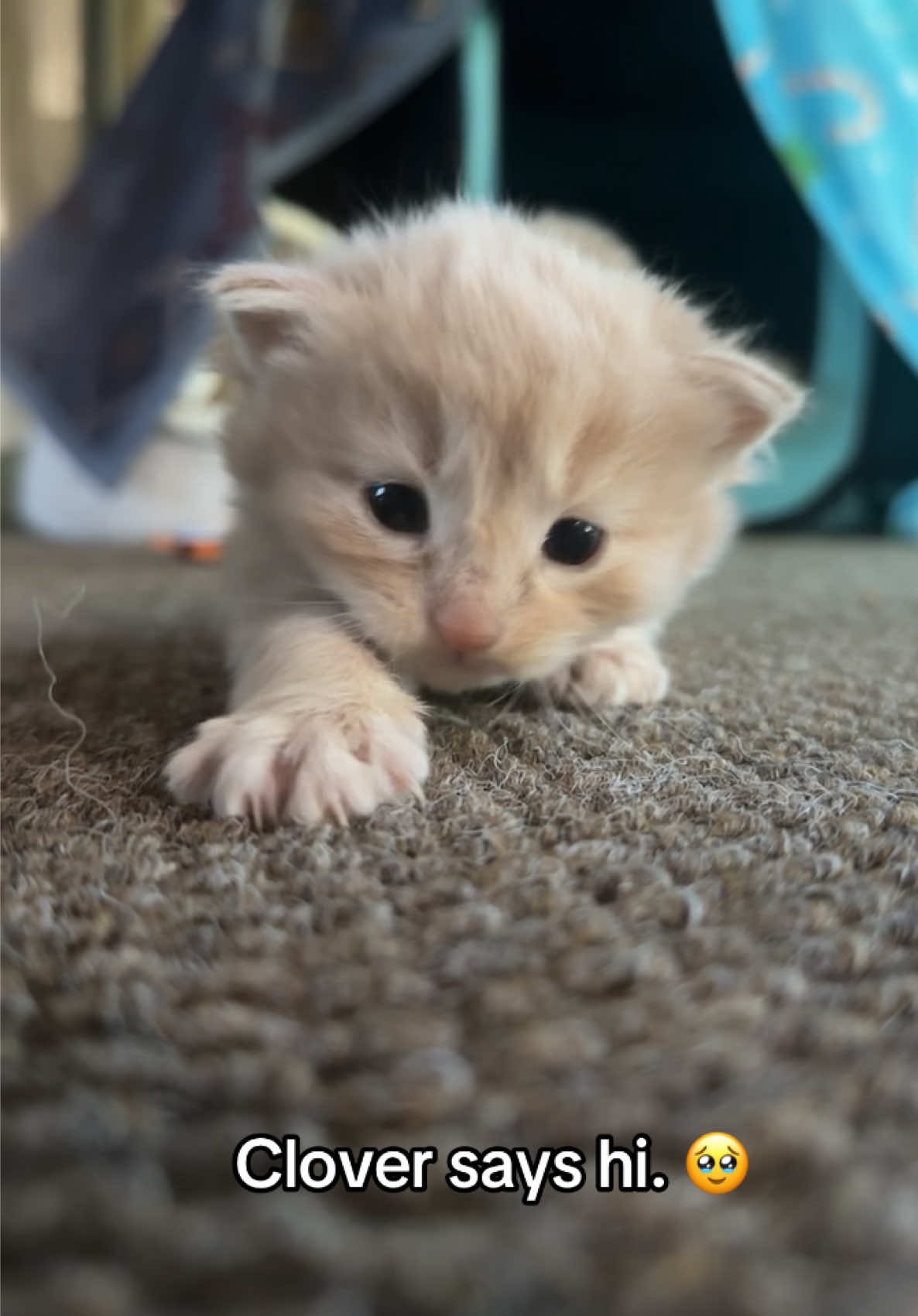 Our little lavender fluffy butt… pretty Miss Clover #foster #fosterkitten #fosterkittens #kitten #baby #rescue #foryoupage #fyp #catlovers #iloveyou #babies #Love #clover 