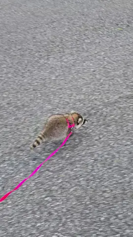 Catch me if you can 🐾💨  #RaccoonRun #PetRaccoon #RaccoonLife #Zoomies #RoxanneTheRaccoon #RunningWild #CutePets #AnimalTikTok #RaccoonLove #dailyroxanne 