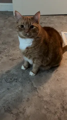 Maxwell says Mama!!! #cute #cutecats #cats #cat #orangecat #orangecatbehavior #orangecatsoftiktok #orangecatsarethebest #orangetabby #orangetabbycat #orangetabbycatsoftiktok #funnymoments #talkingcat #talkingcatsoftiktok #talkingcatsoftiktok #talkingcutecats 