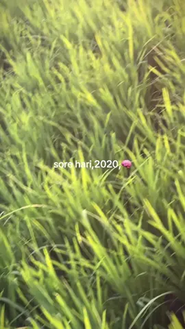 jadi ingat kenangan masa covid #songvibes #oldvibes #sofia #clairo #dirumahaja #nostalgia 