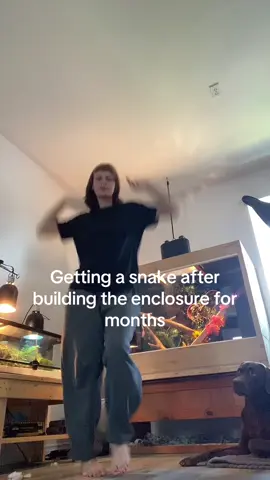 She’s moody, and hungry. #reptile #exoticpets #animalcare #petlover #fyp #ballpython #snake #snakesoftiktok #python #trendingsong #kendricklamar #foryoupage 