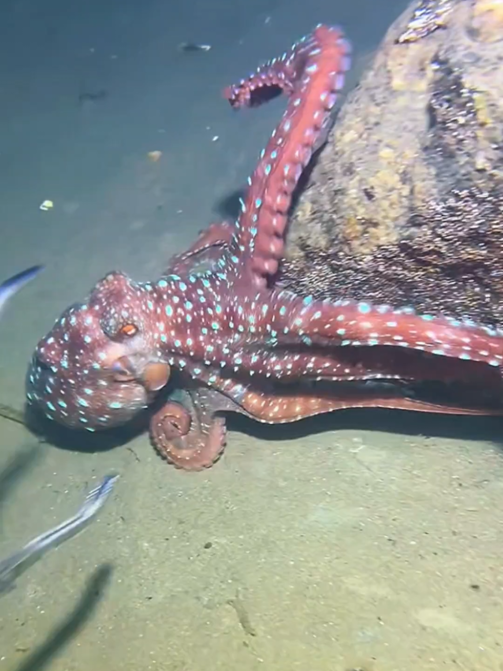 #diving #crab #catchthesea #seaside #seafood #fish #eel #lobster #seangsolofishing