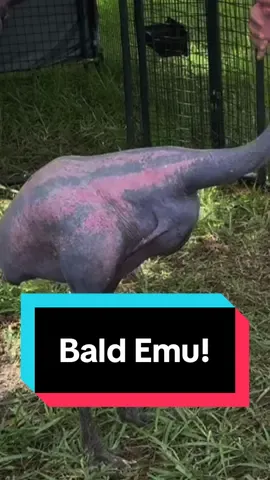 Replying to @spookyactionatadistanc3 The case of the featherless Emus! #dinotok #dinosaur #EduTok #LearnOnTikTok 