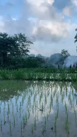 Rabu pagi, 2 Juli 2025. Langit masih basah oleh embun ketika enam gajah liar muncul mendekat sawah sawah Desa Braja Asri. Warga yang awalnya bersiap ke ladang terdiam, menatap dari kejauhan. Ada rasa takjub melihat hewan-hewan megah itu begitu dekat, namun juga kekhawatiran tentang apa yang mungkin terjadi pada ladang dan tanaman yang mereka rawat dengan susah payah. Anak-anak berbisik pelan, orang tua mencoba menenangkan, dan sebagian memilih berdoa dalam hati semoga tidak terjadi apa-apa. Meski tak diundang, kehadiran para gajah seolah menyampaikan pesan: bahwa alam sedang mencari keseimbangannya kembali. Tidak ada amarah pagi itu, hanya harapan. Harapan agar para gajah segera kembali ke rimba, dan sawah-sawah bisa tetap tumbuh seperti biasa. Di tengah rasa cemas, yang tersisa adalah empati antara manusia dan makhluk bumi lainnya yang sama-sama butuh ruang untuk hidup. #LampungTimurYay #LampungTimur 