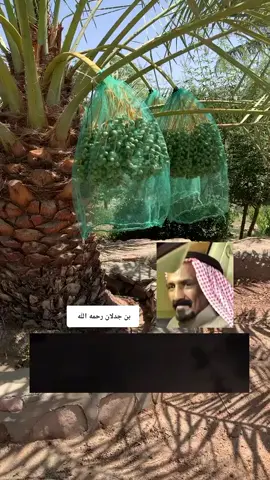 ليتني مثل النخل #سعد_جدلان #بن_جدلان #جدلانيات #بيشه #بيشة #اكسبلور #اكسبلور_تيك_توك #ترند_تيك_توك #اكسبلورexplore #fyp #foryou 